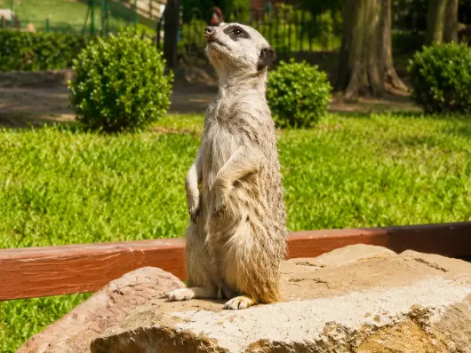 Ogród Zoobotaniczny w Toruniu